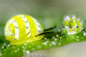F R I E N D S
Yellow cowrie & Sheep nudi (Costasiella ku... by Irwin Ang 